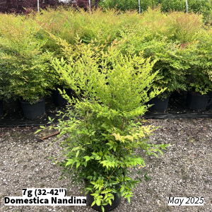 May 2025 7g Domestica Nandina Group for Website
